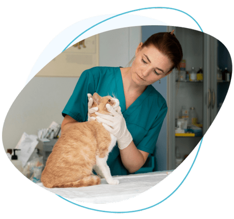 &lt;picture&gt;&lt;source type=&quot;image/webp&quot; srcset=&quot;https://www.pawlicyguru.com/wp-content/uploads/2022/09/Pet-insurance-1-1-e1737461552275-300x281.png.webp 300w, https://www.pawlicyguru.com/wp-content/uploads/2022/09/Pet-insurance-1-1-e1737461552275-43x40.png.webp 43w, https://www.pawlicyguru.com/wp-content/uploads/2022/09/Pet-insurance-1-1-e1737461552275-160x150.png.webp 160w, https://www.pawlicyguru.com/wp-content/uploads/2022/09/Pet-insurance-1-1-e1737461552275-360x338.png.webp 360w, https://www.pawlicyguru.com/wp-content/uploads/2022/09/Pet-insurance-1-1-e1737461552275-220x206.png.webp 220w, https://www.pawlicyguru.com/wp-content/uploads/2022/09/Pet-insurance-1-1-e1737461552275-440x413.png.webp 440w, https://www.pawlicyguru.com/wp-content/uploads/2022/09/Pet-insurance-1-1-e1737461552275-32x30.png.webp 32w, https://www.pawlicyguru.com/wp-content/uploads/2022/09/Pet-insurance-1-1-e1737461552275-64x60.png.webp 64w, https://www.pawlicyguru.com/wp-content/uploads/2022/09/Pet-insurance-1-1-e1737461552275-85x80.png.webp 85w, https://www.pawlicyguru.com/wp-content/uploads/2022/09/Pet-insurance-1-1-e1737461552275.png.webp 465w&quot;&gt;&lt;/source&gt;&lt;source type=&quot;image/png&quot; srcset=&quot;https://www.pawlicyguru.com/wp-content/uploads/2022/09/Pet-insurance-1-1-e1737461552275-300x281.png 300w, https://www.pawlicyguru.com/wp-content/uploads/2022/09/Pet-insurance-1-1-e1737461552275-43x40.png 43w, https://www.pawlicyguru.com/wp-content/uploads/2022/09/Pet-insurance-1-1-e1737461552275-160x150.png 160w, https://www.pawlicyguru.com/wp-content/uploads/2022/09/Pet-insurance-1-1-e1737461552275-360x338.png 360w, https://www.pawlicyguru.com/wp-content/uploads/2022/09/Pet-insurance-1-1-e1737461552275-220x206.png 220w, https://www.pawlicyguru.com/wp-content/uploads/2022/09/Pet-insurance-1-1-e1737461552275-440x413.png 440w, https://www.pawlicyguru.com/wp-content/uploads/2022/09/Pet-insurance-1-1-e1737461552275-32x30.png 32w, https://www.pawlicyguru.com/wp-content/uploads/2022/09/Pet-insurance-1-1-e1737461552275-64x60.png 64w, https://www.pawlicyguru.com/wp-content/uploads/2022/09/Pet-insurance-1-1-e1737461552275-85x80.png 85w, https://www.pawlicyguru.com/wp-content/uploads/2022/09/Pet-insurance-1-1-e1737461552275.png 465w&quot;&gt;&lt;/source&gt;&lt;img loading=&quot;lazy&quot; decoding=&quot;async&quot; class=&quot;alignright wp-image-3261&quot; src=&quot;https://www.pawlicyguru.com/wp-content/uploads/2022/09/Pet-insurance-1-1-e1737461552275.png&quot; alt=&quot;&quot; width=&quot;559&quot; height=&quot;524&quot; srcset=&quot;https://www.pawlicyguru.com/wp-content/uploads/2022/09/Pet-insurance-1-1-e1737461552275-300x281.png 300w, https://www.pawlicyguru.com/wp-content/uploads/2022/09/Pet-insurance-1-1-e1737461552275-43x40.png 43w, https://www.pawlicyguru.com/wp-content/uploads/2022/09/Pet-insurance-1-1-e1737461552275-160x150.png 160w, https://www.pawlicyguru.com/wp-content/uploads/2022/09/Pet-insurance-1-1-e1737461552275-360x338.png 360w, https://www.pawlicyguru.com/wp-content/uploads/2022/09/Pet-insurance-1-1-e1737461552275-220x206.png 220w, https://www.pawlicyguru.com/wp-content/uploads/2022/09/Pet-insurance-1-1-e1737461552275-440x413.png 440w, https://www.pawlicyguru.com/wp-content/uploads/2022/09/Pet-insurance-1-1-e1737461552275-32x30.png 32w, https://www.pawlicyguru.com/wp-content/uploads/2022/09/Pet-insurance-1-1-e1737461552275-64x60.png 64w, https://www.pawlicyguru.com/wp-content/uploads/2022/09/Pet-insurance-1-1-e1737461552275-85x80.png 85w, https://www.pawlicyguru.com/wp-content/uploads/2022/09/Pet-insurance-1-1-e1737461552275.png 465w&quot;&gt;&lt;/picture&gt;How to Choose the Right Pet Insurance Policy for Your Pet